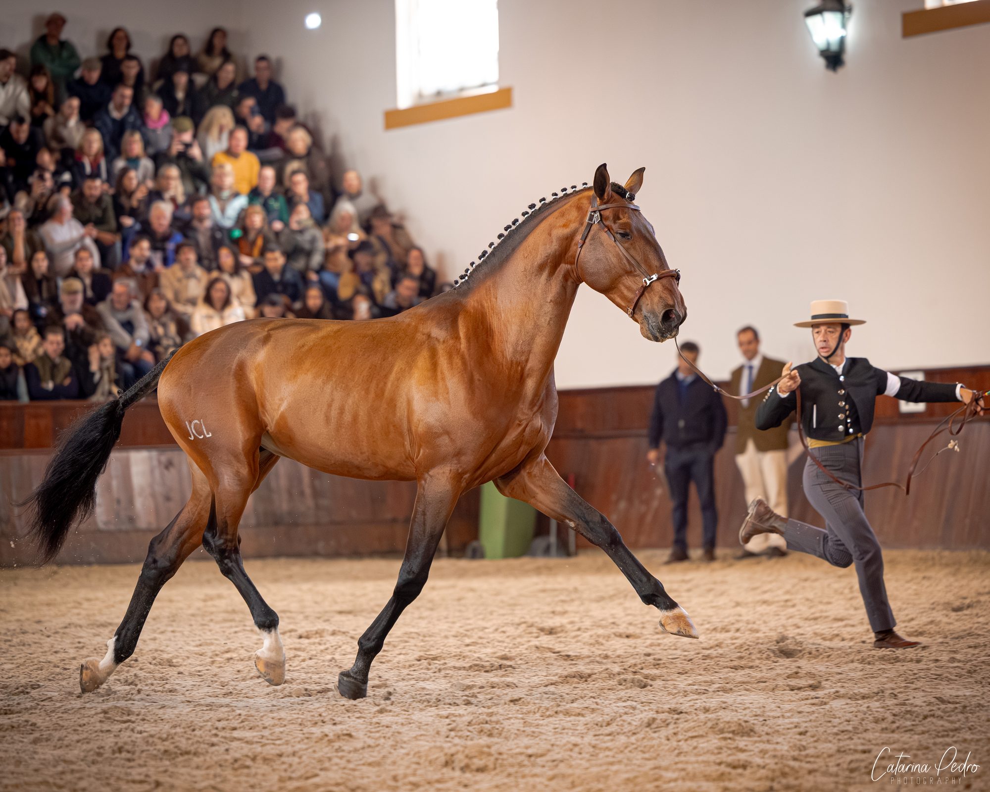 Sublime JCL free trot in hand