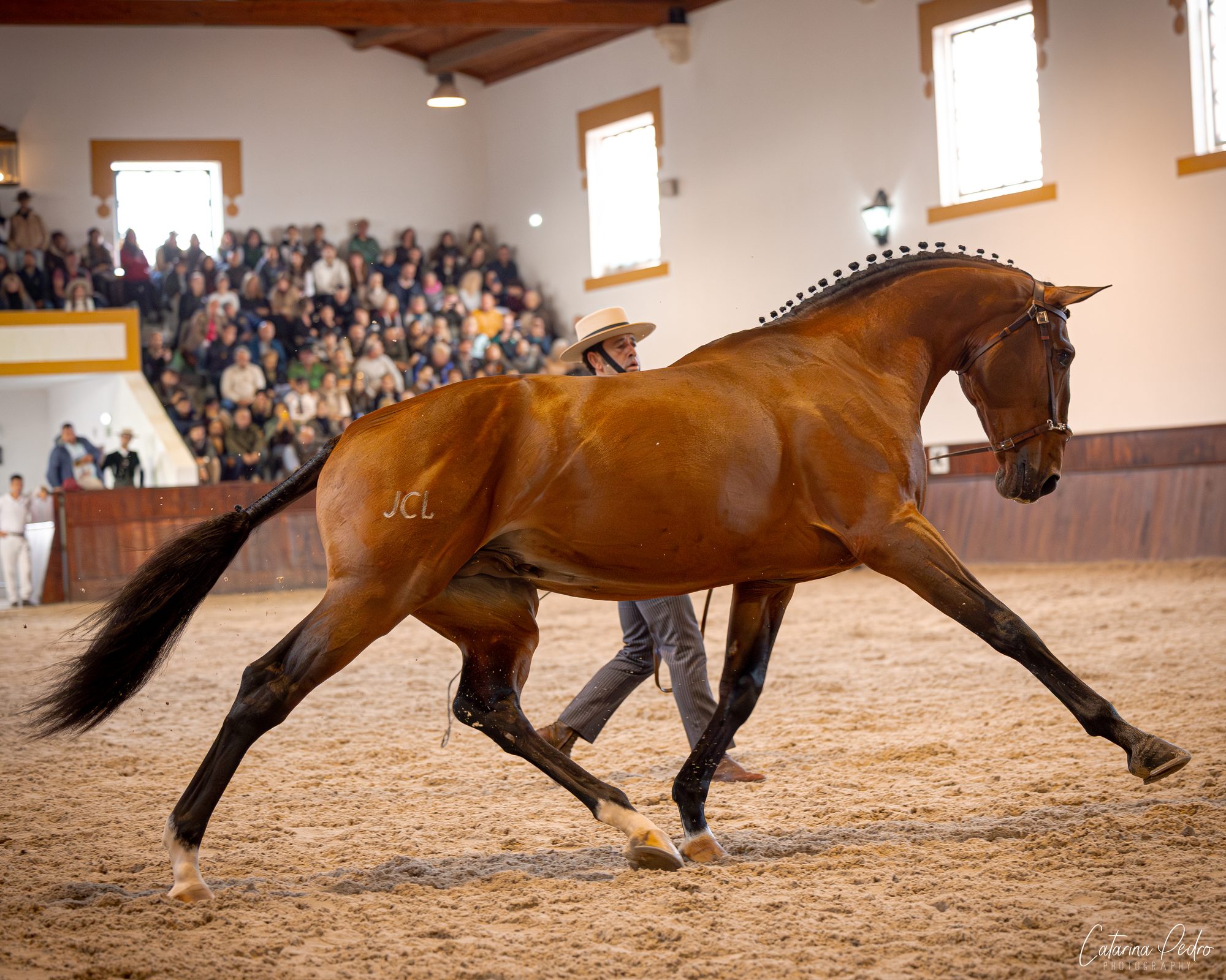 Sublime JCL extended trot with handler