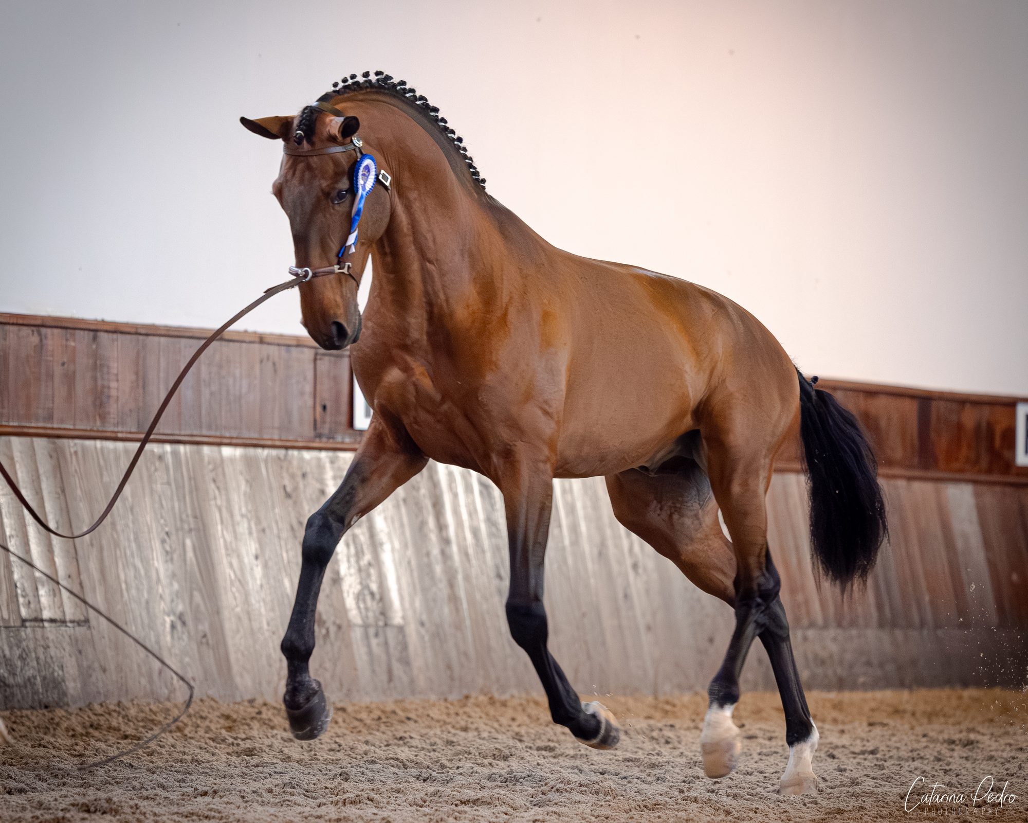 Sublime JCL in the arena with blue rosette