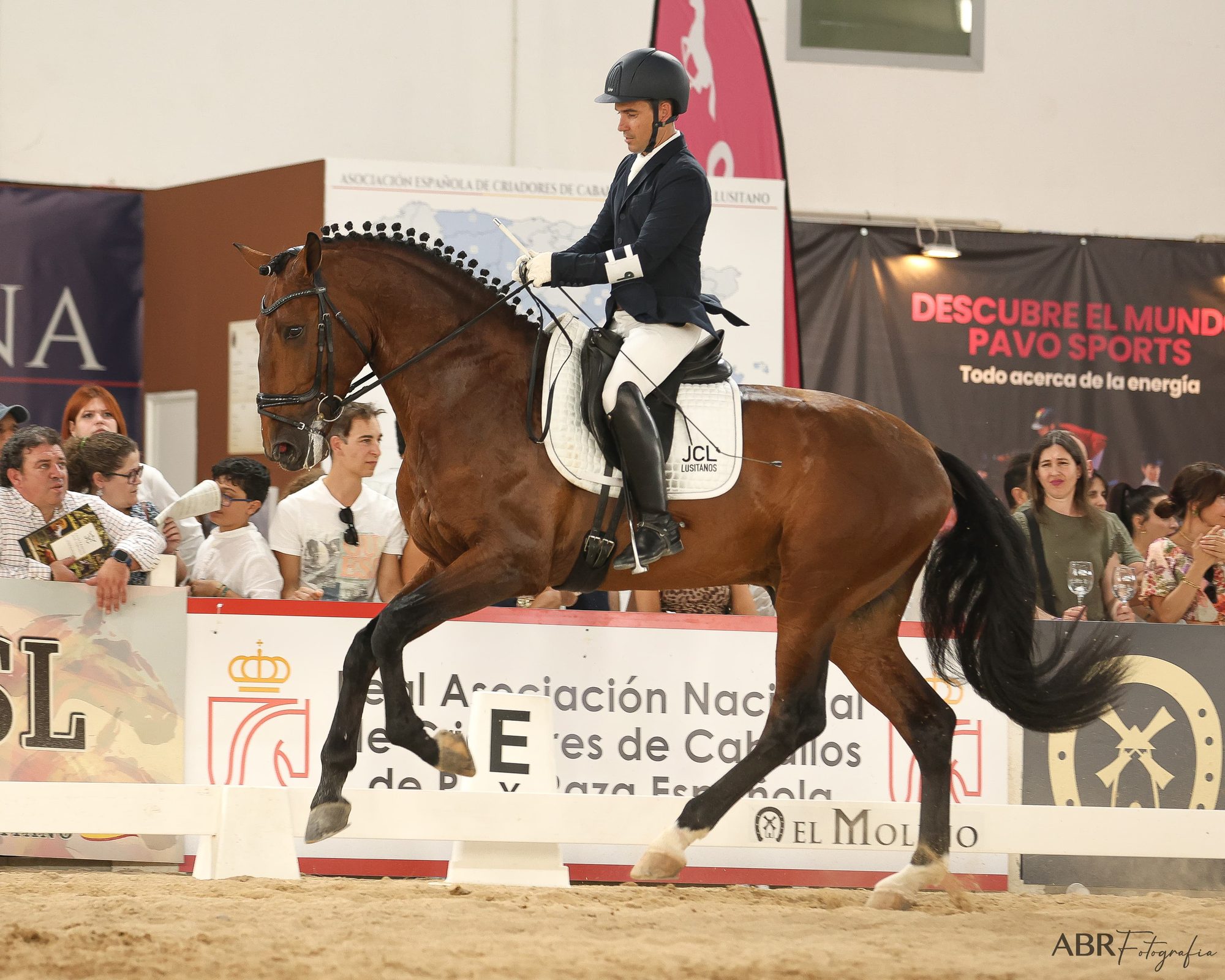 Sublime JCL ridden in extended movement at Ecuextre